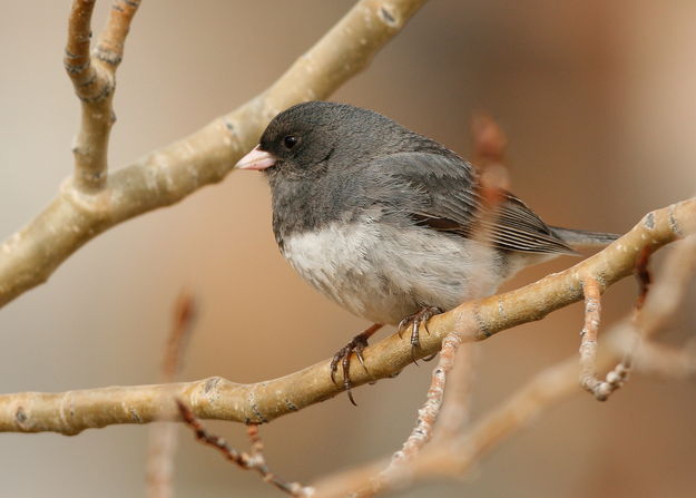 Dark-eyed Junco (Slate-Colored subspecies) - Shelter Park. Photo by Fred Pflughoft.