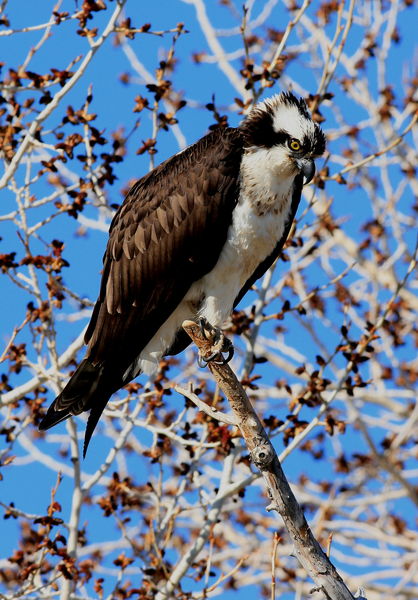 Osprey - South of Pinedale. Photo by Fred Pflughoft.