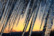 Icicles reflecting sunset colors. Photo by Fred Pflughoft.