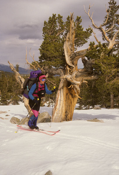 Sue backcountry skiing in the Bristlecone Forest of Great Basin N.P. Nevada circa 1988. Photo by Fred Pflughoft.