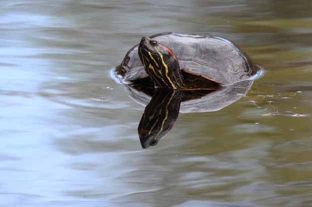 Western Painted Turtle Reflected - Nisqually Nat'l. Wildlife Refuge. Photo by Fred Pflughoft.