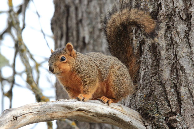 Western Red Squirrel - Delta Ponds - Eugene, Oregon. Photo by Fred Pflughoft.