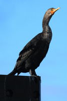 Double-Crested Cormorant at Shaw Island Landing. Photo by Fred Pflughoft.