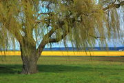 Weeping Willow Contrasted - Skagit Valley. Photo by Fred Pflughoft.