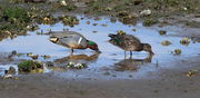 Green-Winged Teal Pair Foraging - Nisqually Nat'l. Wildlife Refuge. Photo by Fred Pflughoft.