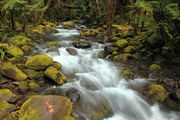Western Oregon's Boulder Creek - Willamette Nat'l. Forest. Photo by Fred Pflughoft.