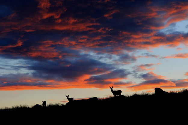 Three Deer Sunset. Photo by Fred Pflughoft.