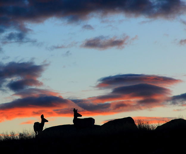 Two Deer Sunset. Photo by Fred Pflughoft.