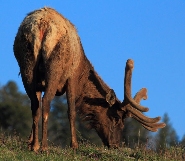 Bull Elk Feeding. Photo by Fred Pflughoft.