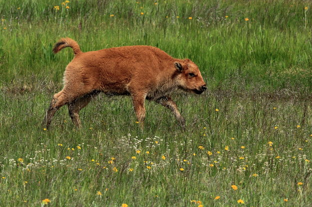 Bison Calf Cavorting. Photo by Fred Pflughoft.