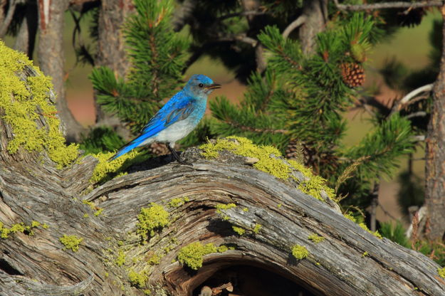 A Bluebird Morning. Photo by Fred Pflughoft.