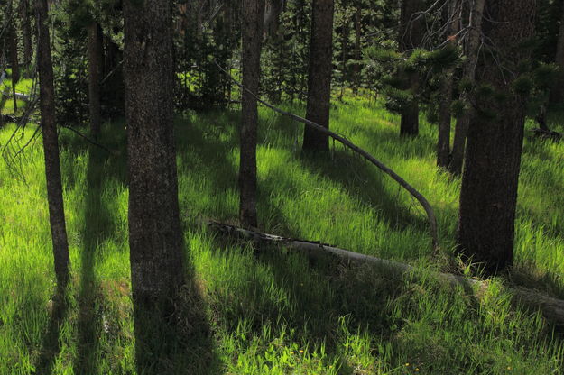 Forest Shadows near Heart Lake Trailhead. Photo by Fred Pflughoft.