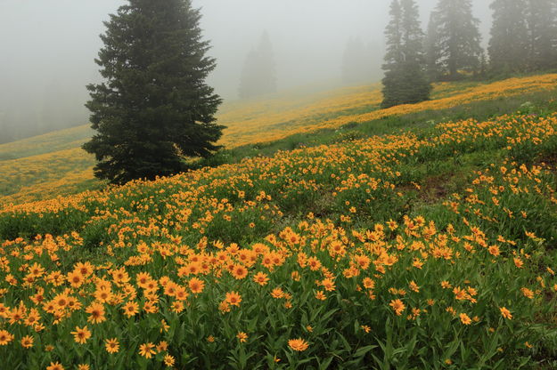 Fog Enshrouded Flowery Flanks of Mt. Washburn. Photo by Fred Pflughoft.