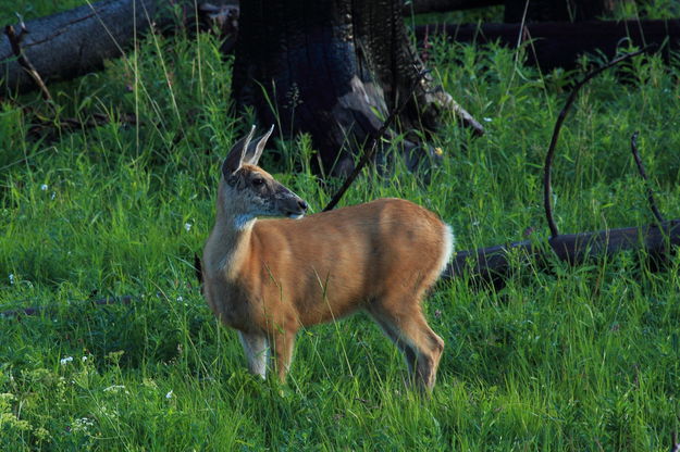 Doe a Deer, a Shedding Female deer. Photo by Fred Pflughoft.