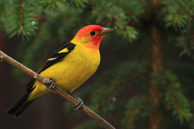 Western Tanager. Photo by Fred Pflughoft.