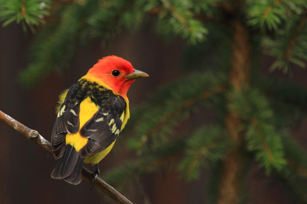 Western Tanager. Photo by Fred Pflughoft.