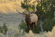Big Game Animals of Wyoming