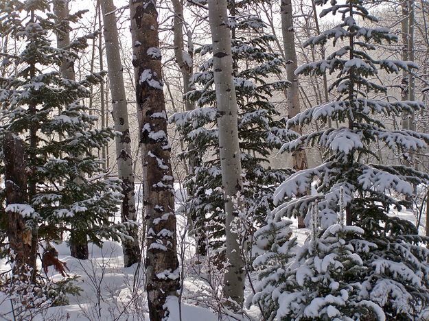 A snowy forest. Photo by Scott Almdale.