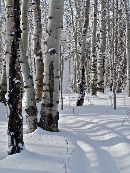 Aspen shadows across snowy trail. Photo by Scott Almdale.