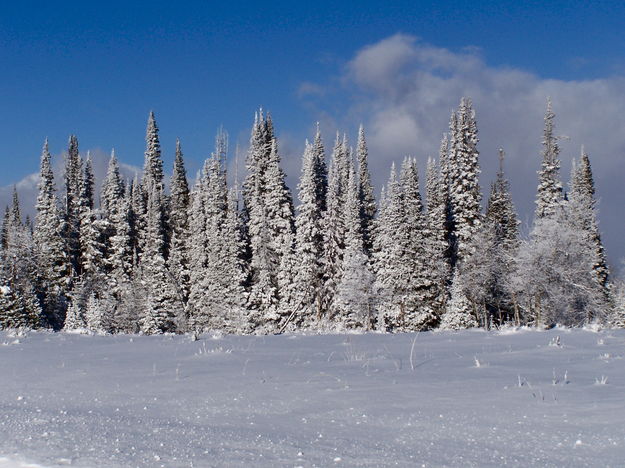 A rime-laden spruce and fir forest on a windswept ridge. Photo by Scott Almdale.
