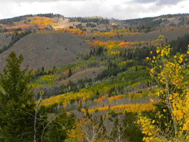 Fall color spilling down the sagebrush slopes. Photo by Scott Almdale.