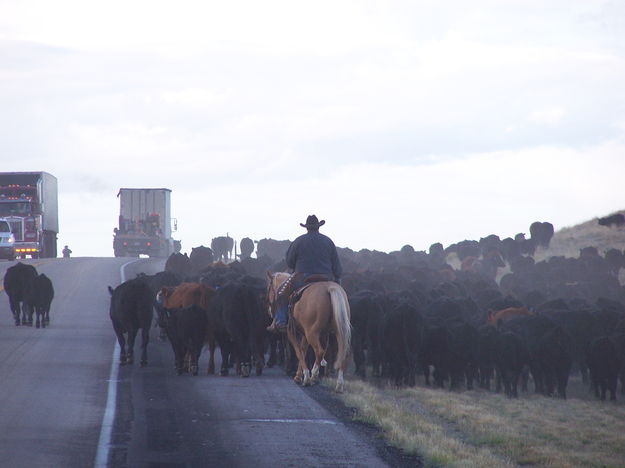 Cattle Drive on rte. 189. Photo by Scott Almdale.