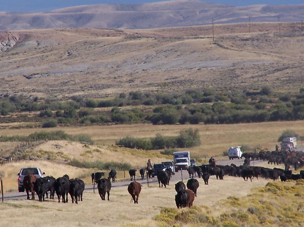 Cattle crossing rte. 189. Photo by Scott Almdale.