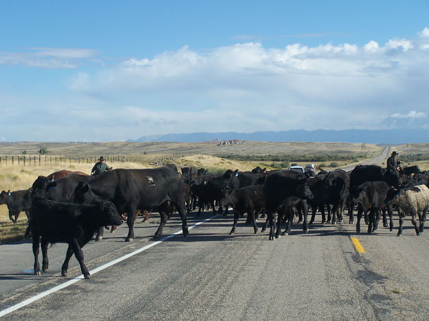 Cattle Crossing. Photo by Scott Almdale.