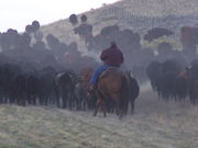 A cowboy herding the cattle. Photo by Scott Almdale.