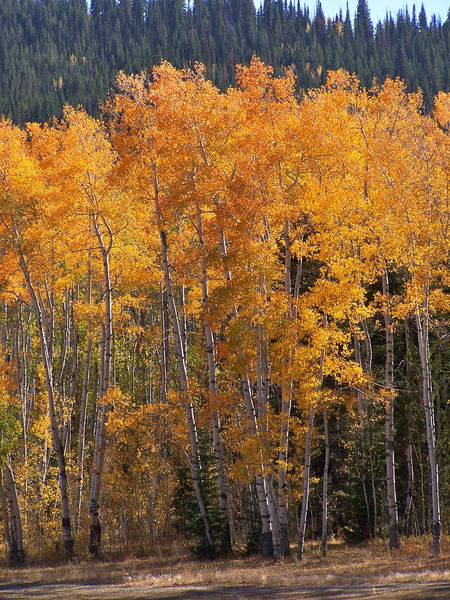 Aspen color in the early evening sunlight. Photo by Scott Almdale.