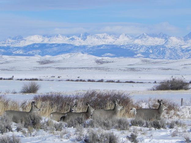 Mule Deer and Wind Rivers. Photo by Scott Almdale.