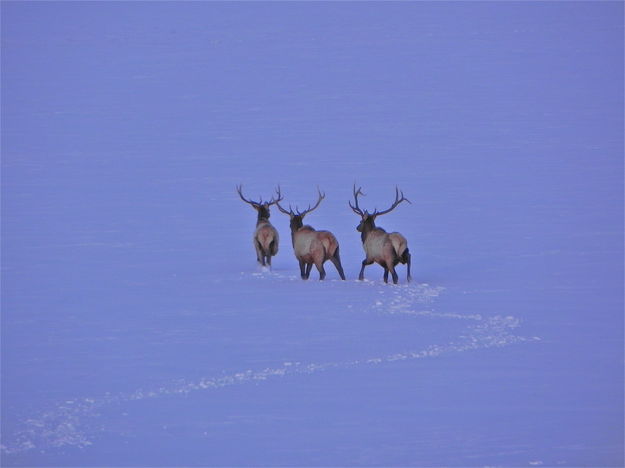 3 Bull Elks at Pape Ranch. Photo by Scott Almdale.