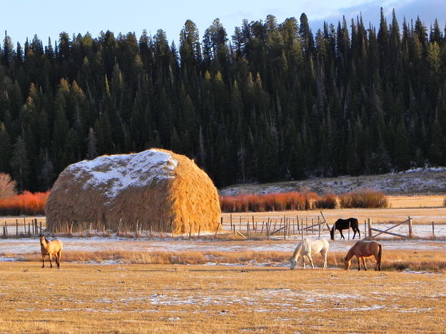 A Haystack with horses. Photo by Scott Almdale.