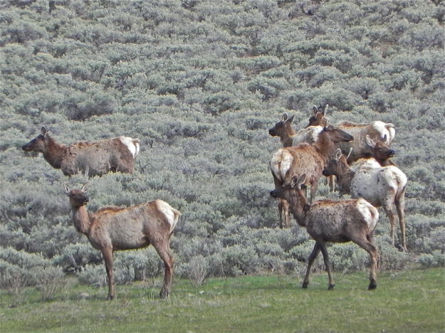A herd of Elks near Kendall Valley. Photo by Scott Almdale.