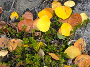Kinnikinnick (bearberry) ground cover with fallen aspen leaves. Photo by Scott Almdale.