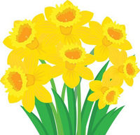 Daffodil fundraiser