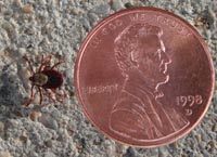 Ticks are small. This tick and penny are approximately 4X actual size.  Pinedale Online photo.