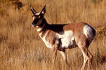 Pronghorn antelope. NPS photo.