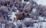 Deer spend their time in open sagebrush areas during the winter.. NPS photo.