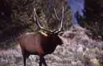 Bull elk. NPS photo.